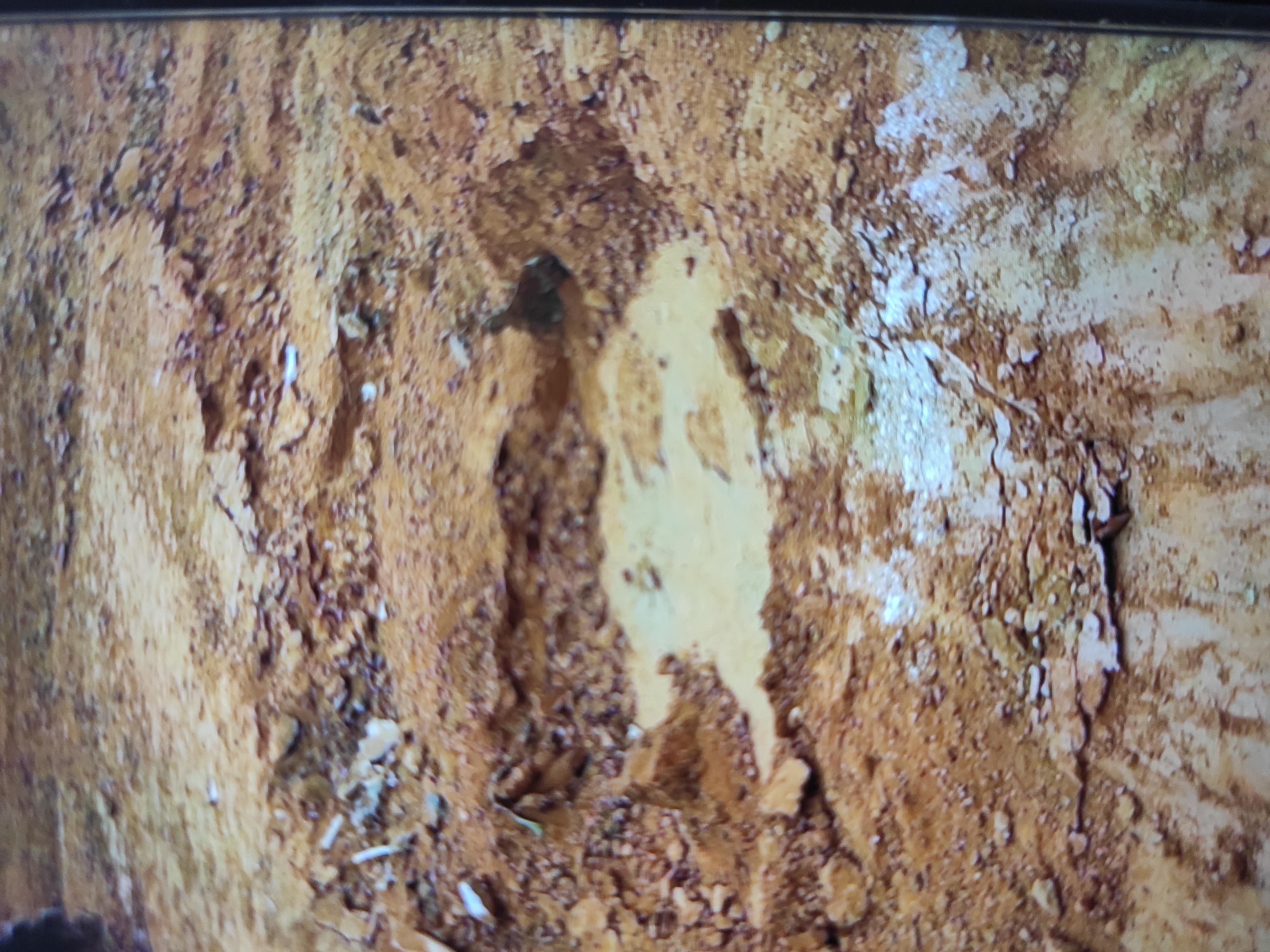 图片路径不存在